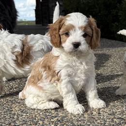 Cavapoo Puppies from Columbia Basin Puppies