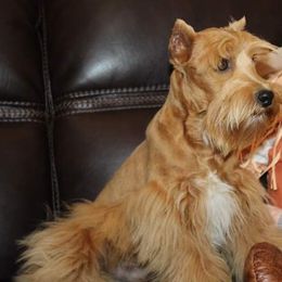 Jared - Miniature Schnauzer