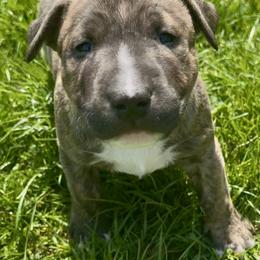 Bull Terrier Puppies from Lynn Hill Bull Terriers