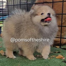 Morwen - Orange sable female Pomeranian puppy in Boca Raton, Florida from Poms of The Shire