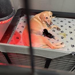 Labrador Retriever puppies from C R Purdy Labs