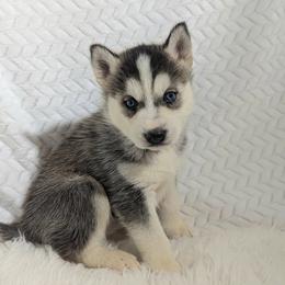 Millie - Black and white female Siberian Husky puppy in Hebron, Kentucky from Glacier Run Huskies