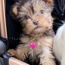 Jill - Chocolate and tan female Yorkshire Terrier puppy in Jacksonville, Florida from TLJ Choco Yorkie Love