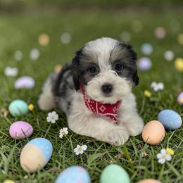 Ossito - Black & tan tri-color male Morkie puppy in Davie, Florida from Sweet Peluditos