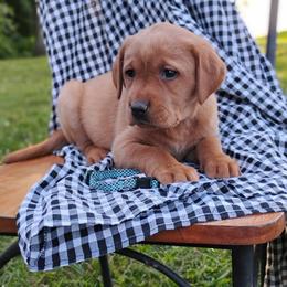 Lainey- blue with black dot collar - Yellow female Labrador Retriever puppy in Archer Lodge, North Carolina from Archer Lodge Labradors