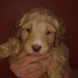 Churro (Orange collar) - Cream male Goldendoodle puppy in Seattle, Washington from Dream Lake Doodles