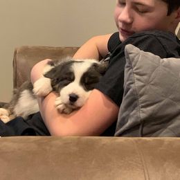 Border Collie Puppies from Cascade Sun Kennels