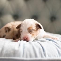 Peach pie - Red merle female Miniature American Shepherd puppy in Groesbeck, Texas from Epic Miniature American Shepherds
