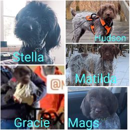 Wirehaired Pointing Griffon All Grown Up from Maine Backwoods Kennel