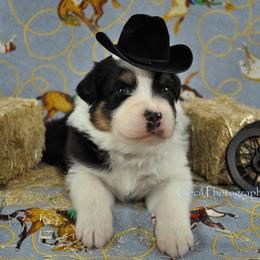 Australian Shepherd Puppies from Dovehawk Australian Shepherds
