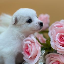 Loyalty - White female American Eskimo Dog puppy in Valrico, Florida from Shadow Kennels