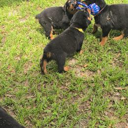 Border Collie and Rottweiler Puppies from K&R RANCH KENNELS