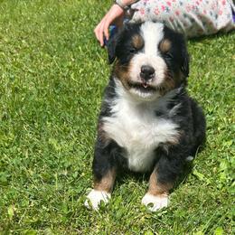 Ruger - Black rust and white male Bernese Mountain Dog puppy in Strasburg, Ohio from Lois Allison