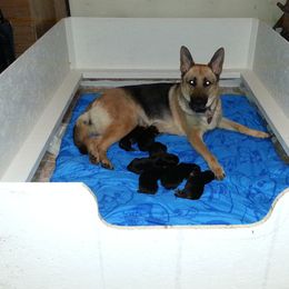 German Shepherd Puppies from New Windsor German shepherds