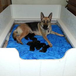 German Shepherd Puppies from New Windsor German shepherds