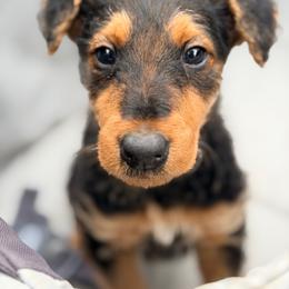 Luca AKA Baby Boy Black - Black and tan male Airedale Terrier puppy in Mooresville, North Carolina from Farm 55
