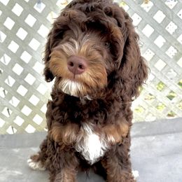 Snickers - Australian Labradoodle