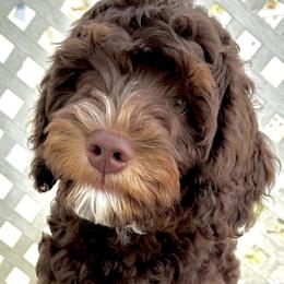Snickers - Australian Labradoodle