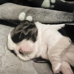 Shih Tzu Puppies from Tammy’s Shih-Tzu Love Jones