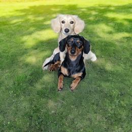 Dachshund All Grown Up from Low Rider Ridge Mini Doxies