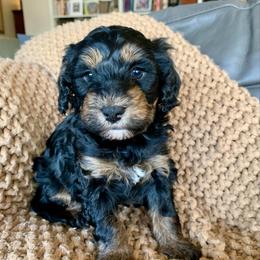 Moana - Phantom female Bernedoodle puppy in Yuba City, California from Ranch House Doodles
