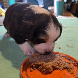 Iris - Red tri-color female Miniature American Shepherd puppy in Vancouver, Washington from BonDrew's Miniature American Shepherds