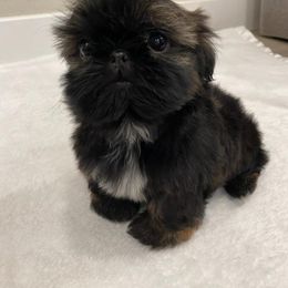 Shih Tzu Puppies from Dulces Cute Shih Tzus