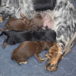 Dachshund puppies from Rolling S Ranch Doxies