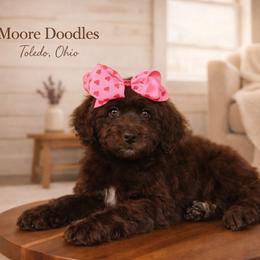 Vera Wang - Brown female Bernedoodle puppy in Ohio from Moore Doodles