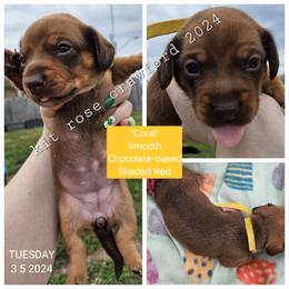 Dachshund Puppies from Wayward Home Dachshunds