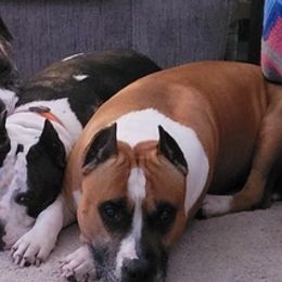 American Staffordshire Terriers from Woodshire AST Kennel