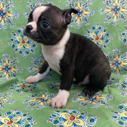 Quest - Brindle and white male Boston Terrier puppy in Fillmore, Illinois from Wind Hill Puppies