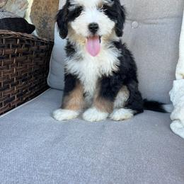 Ellie - Tri-color female Bernedoodle puppy in Holtwood, Pennsylvania from Country Ridge Puppies