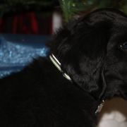 Flat-Coated Retrievers and Golden Retrievers from Thunder Mountain Elite Flat-Coat & Golden Retrievers