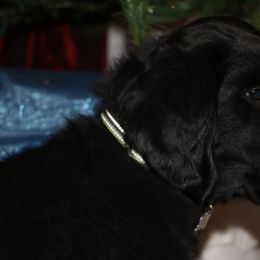 Flat-Coated Retrievers and Golden Retrievers from Thunder Mountain Elite Flat-Coat & Golden Retrievers