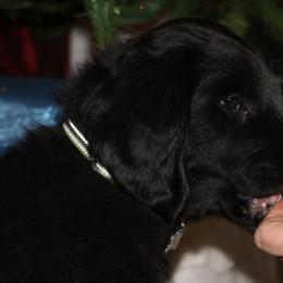 Flat-Coated Retrievers and Golden Retrievers from Thunder Mountain Elite Flat-Coat & Golden Retrievers