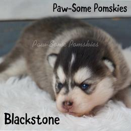 Blackstone - Silver female Pomsky puppy in Krum, Texas from Paw-Some Pomskies
