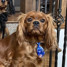Scarlet - Cavalier King Charles Spaniel