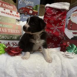 Border Collie and Jack Russell Terrier Puppies from CP FARMS BORDER COLLIES N JACKS CORP