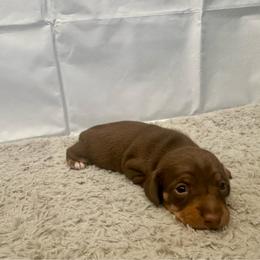 Nala - Chocolate and tan female Dachshund puppy in Nederland, Louisiana from M & M Pups