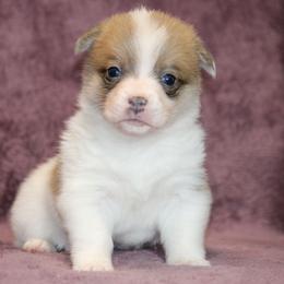 Sable Bluie Piebald - Sable and white female American Corgi puppy in Clovis, New Mexico from Sweet & Salty Cowdogs