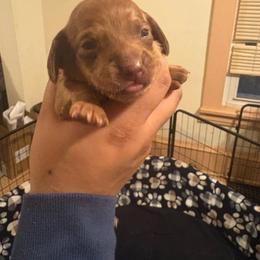 Berry - Chocolate male Dachshund puppy in Saint Paul, Minnesota from Vibrant Eyes Doxies