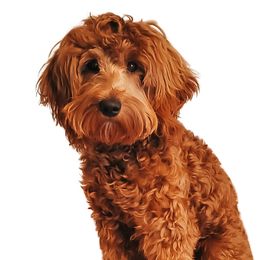 Rosie - Goldendoodle