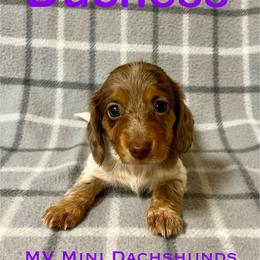 Duchess - Dapple female Dachshund puppy in Carlsbad, Texas from MV Mini Dachshunds