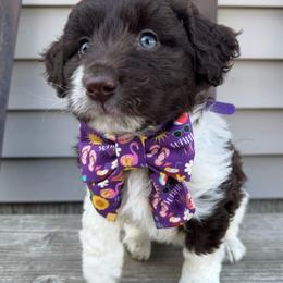 Tina - White and red female Bordoodle puppy in Canfield, Ohio from Poo's Doo's & Inu's