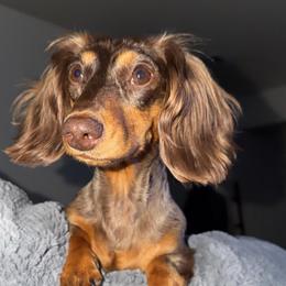Savvy - Dachshund