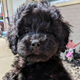 Girl red collar - Black female Cockapoo puppy in Middletown, Ohio from Blessed Chaos
