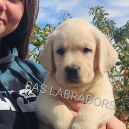 Boy 1 - Labrador Retriever puppy from Sweet As Sugar Labradors