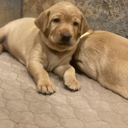 German Shorthaired Pointer, Labrador Retriever, and Working Cross Puppies from Upland Valley Kennels