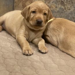 German Shorthaired Pointer, Labrador Retriever, and Working Cross Puppies from Upland Valley Kennels